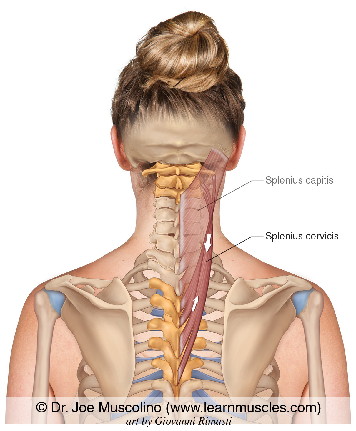<p>splenius cervicis nerve</p>