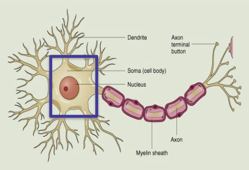 <p>Soma (Cell Body)</p>