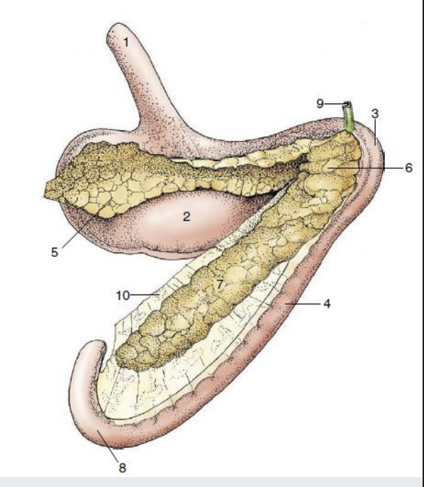 <p>it is located in the dorsal part of the abdominal cavity, often abuts the stomach and liver</p><p></p><p>Small lobulated gland with two lobes joined by the body which is in contact with the pylorus</p><p></p><p>Right lobe (7) is within mesoduodenum next to DD</p><p></p><p>Left lobe (5) lies in the deep leaf of the greater omentum</p><p></p><p>Coeliac and cranial mesenteric a. branches supply blood</p>