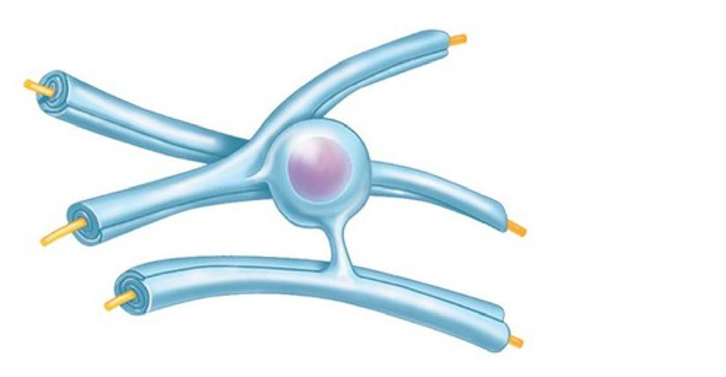 <p>Form myelin sheath in CNS</p><p>macroglia (bigger cells)</p>