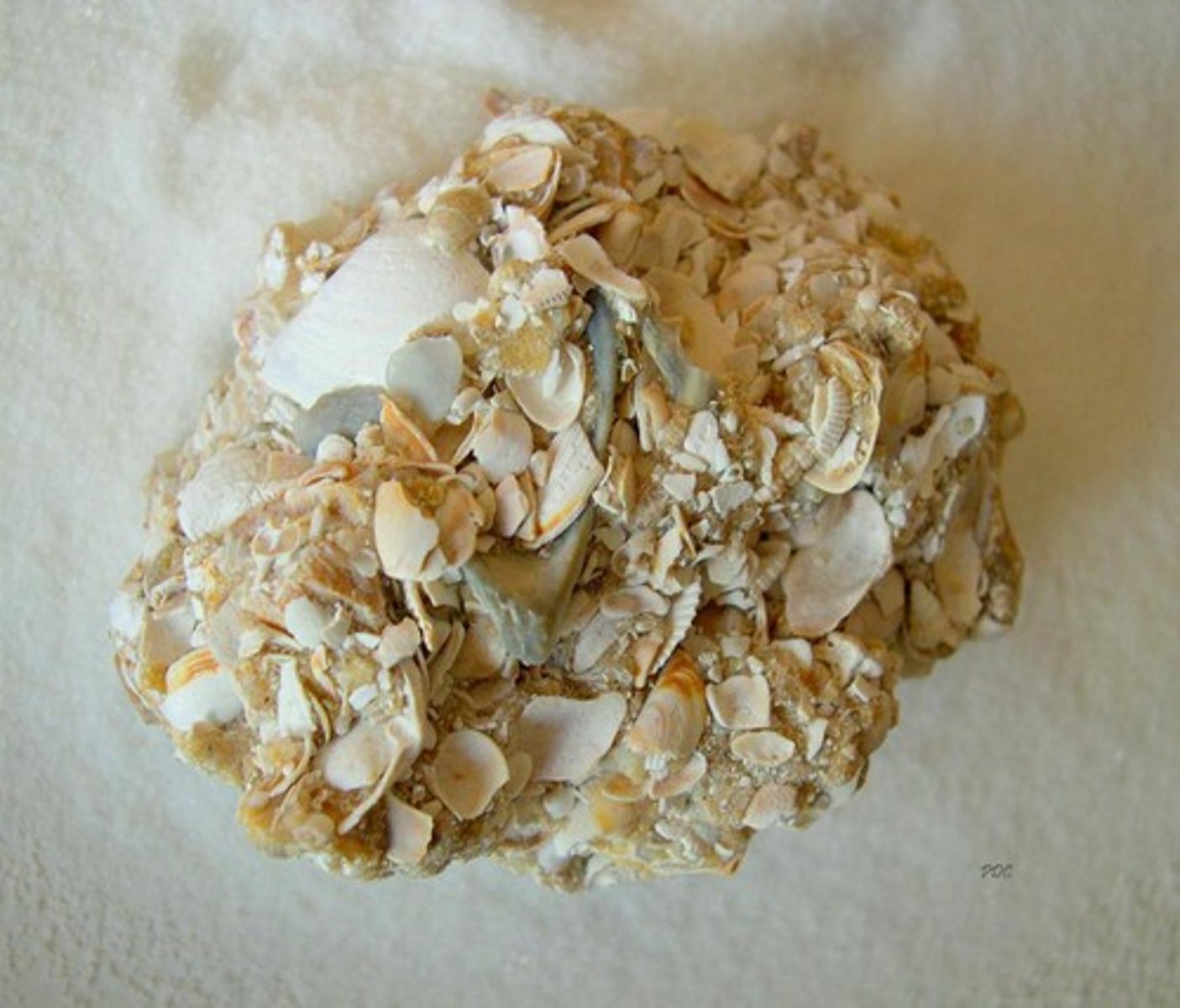 <p>Sedimentary rock that forms from remains of organisms deposited in thick layers.</p>