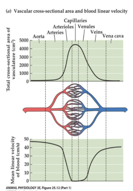 <p>CSA = cross-sectional area. total area of blood to flow all over (add the area of all the capillaries together)</p><p>→ more area/CSA = more room to flow, not as much pressure so the velocity slows down in capillaries. in arteries and veins it’s much faster since all of the blood goes only along one path</p><p>**however flow itself does not change, since it’s the same # of blood being used at once. But velocity changes</p>