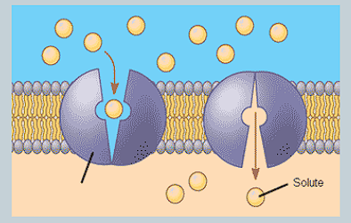 <ul><li><p>A protein that binds to specific molecules, then changes them before releasing into the other side. </p><ul><li><p>E.g glucose transporters</p></li></ul></li></ul><p></p>