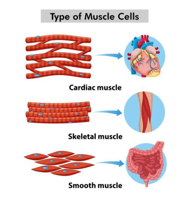 <ul><li><p>shorten or lengthen its length to produce movement</p></li><li><p>made up of many myofibrils </p></li><li><p>well supplied with blood vessels and nerves, enabling efficient contraction and energy supply. </p></li></ul><p></p>