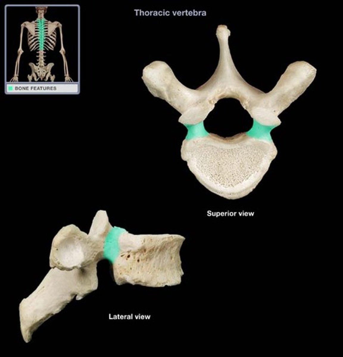 <p>Of the Vertebrae. The supporting column or stalk projecting off the body.</p>