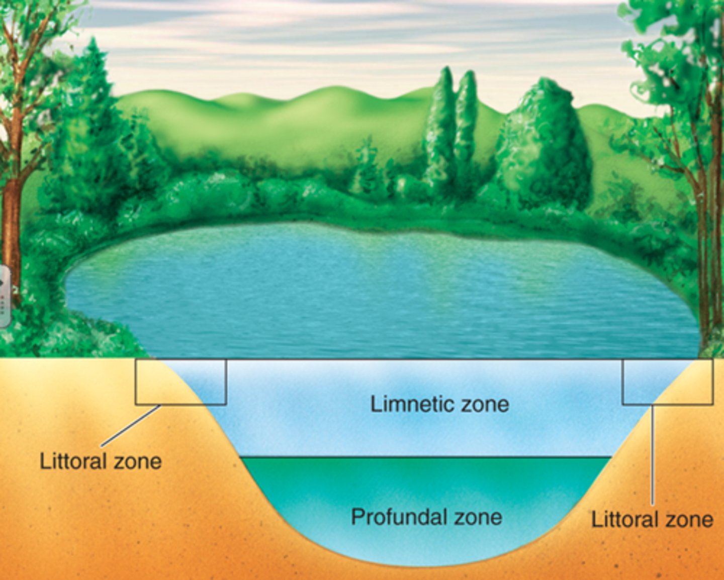 <p>A region of water where sunlight does not reach, below the limnetic zone in very deep lakes.</p>