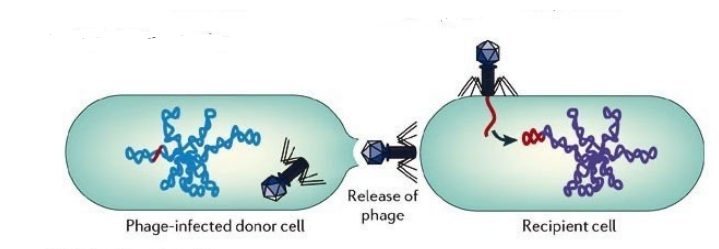 <p>What type of bacterial transfer is show in the image?</p>