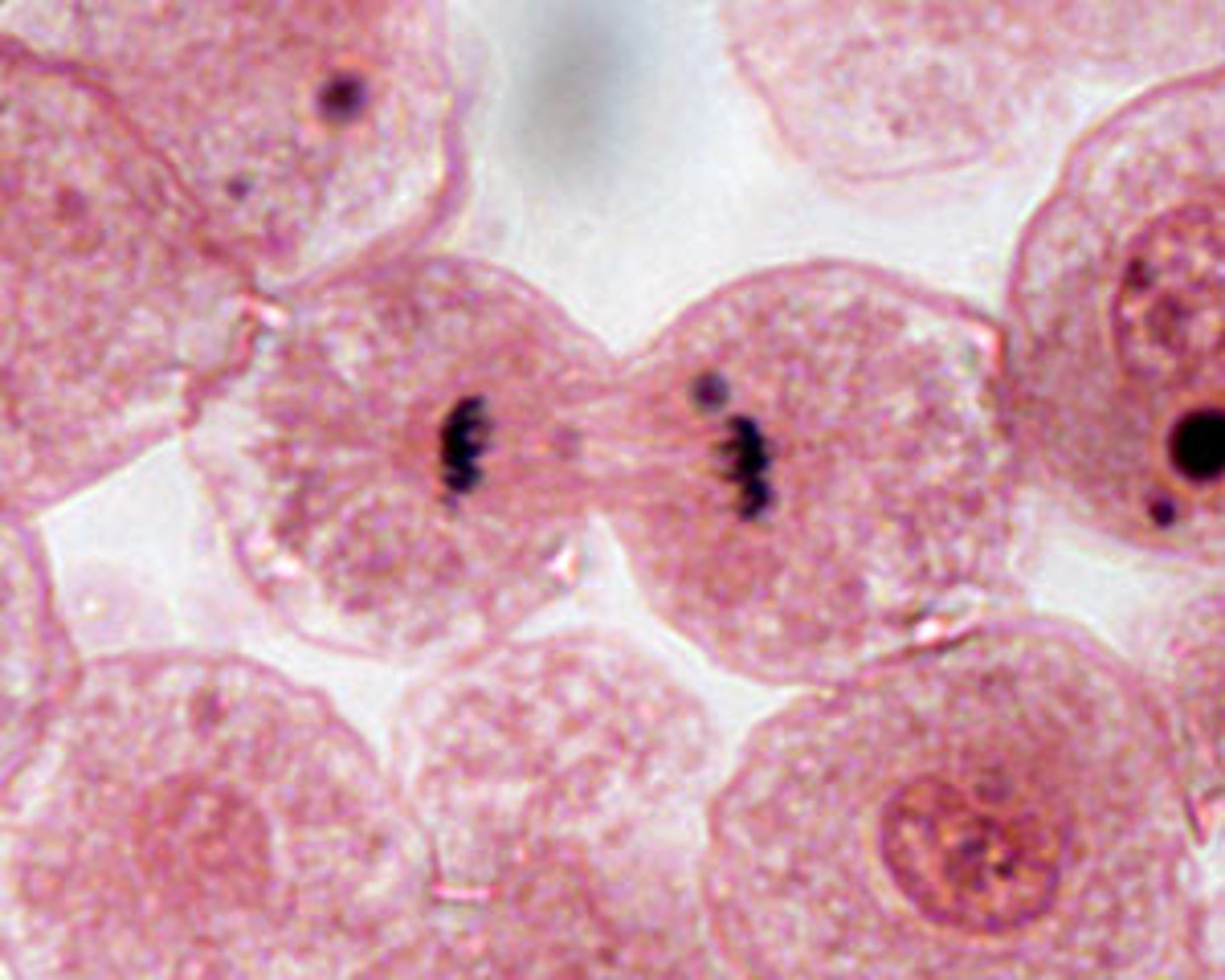 <p>division of the cytoplasm to form two separate daughter cells</p>