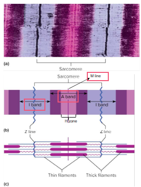 <ul><li><p class="Paragraph WhiteSpaceCollapse SCXP163305499 BCX0" style="text-align: left"><span>A sarcomere is the functional unit of muscle contraction​</span></p></li><li><p class="Paragraph WhiteSpaceCollapse SCXP163305499 BCX0" style="text-align: left"><span>The striations of skeletal muscle result from a repeating pattern of units (sarcomeres)​</span></p></li><li><p class="Paragraph WhiteSpaceCollapse SCXP163305499 BCX0" style="text-align: left"><span>The myofibrils are essentially sarcomeres joined end to end​</span></p></li><li><p class="Paragraph WhiteSpaceCollapse SCXP163305499 BCX0" style="text-align: left"><span><strong>I bands</strong>:​</span></p></li><li><p class="Paragraph WhiteSpaceCollapse SCXP163305499 BCX0" style="text-align: left"><span>Composed of thin filaments attached to structures called Z lines​</span></p></li><li><p class="Paragraph WhiteSpaceCollapse SCXP163305499 BCX0" style="text-align: left"><span><strong>A bands</strong>:​</span></p></li><li><p class="Paragraph WhiteSpaceCollapse SCXP163305499 BCX0" style="text-align: left"><span>Have a central region (H zone) – only thick filaments​</span></p></li><li><p class="Paragraph WhiteSpaceCollapse SCXP163305499 BCX0" style="text-align: left"><span>Two regions on either side of H zone are where the thick and thin filaments overlap​</span></p></li><li><p class="Paragraph WhiteSpaceCollapse SCXP163305499 BCX0" style="text-align: left"><span>The M line<strong> </strong>consists of proteins which help hold thick filaments in place</span></p></li></ul><p></p>