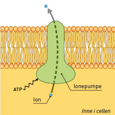 <p><u>Primær aktiv transport</u>. Ionepumpe pumper ionet gjennom cellemembranen. Tilføres ATP direkte. Uavhengig av konsentrasjonen av ionet. Eks: natrium-kaliumpumpa. </p>