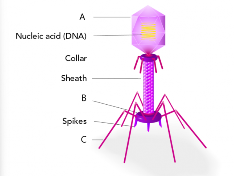 <p>label + name virus&nbsp;</p>