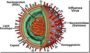 <p>Animal virus </p>