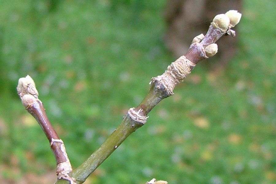 <p>green sprouts, leaf scar wraps twig, opposite Buds: short, glaucus, no scales</p>