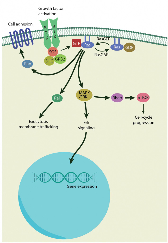 <p><span><span>Act as molecular switches which are activated by binding to GTP.</span></span></p><p><span><span>They play a role in </span><strong><span>cell signalling </span></strong><span>(e.g. MAPK signalling cascade)</span><strong><span> </span></strong><span>which leads to proliferation and cell division.</span></span></p><p><span><span>When Ras is 'switched on' by incoming signals, it subsequently switches on other proteins, which ultimately turn on genes involved in </span></span>cell growth<span><span>, </span></span>differentiation<span><span>, and </span></span>survival<span><span>.</span></span></p>