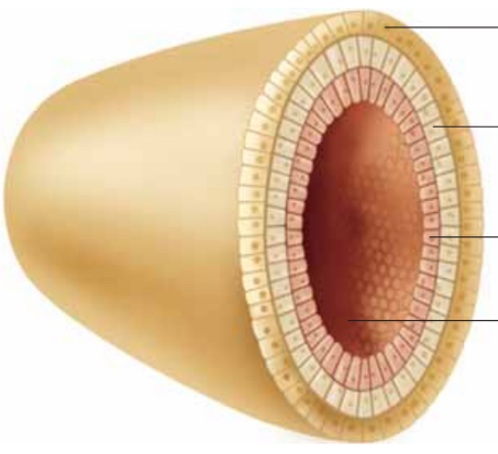 <ol start="3"><li><p>Define <strong>Gastrula</strong></p></li></ol>