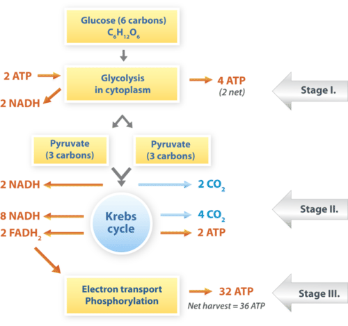 <ol><li><p>Glycolysis; occurs in cytoplasm, splits glucose into 2 Pyruvic acid, produces 2 ATP</p></li><li><p>The Krebs cycle; pyruvic acid is changed into 2 ATP, occurs in the matrix of the mitochondria</p></li><li><p>The electron transport chain; hydrogen ions from pyruvic acid are bounced around in mitochondria (the inner membrane), 32 ATP are produced in the end </p><p>TOTAL OF 36 ATP IS PRODUCED THROUGH AEROBIC RESPIRATION </p></li></ol><p>Net reaction: C6H12O6 + O2 → CO2 + H2O + 36 ATP</p>