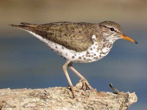 <ul><li><p>Sandy topside</p></li><li><p>Pale underside spotted</p></li><li><p>Pale legs</p></li><li><p>Orange beak</p></li></ul><p></p>