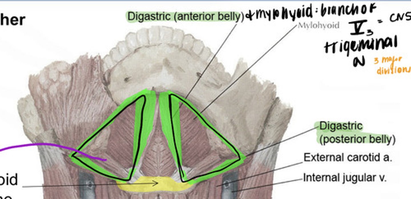<p>Superior: Mandible</p><p>Inferior: Posterior belly of Digastric</p><p>Medial: anterior belly of digastric</p><p>Floor: Mylohyoid</p>