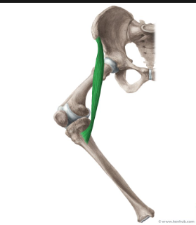 <p>origin: superior iliac spine </p><p>insertion: medial tibia shaft </p><p>function: moves back of lower legs back when kneeling </p>