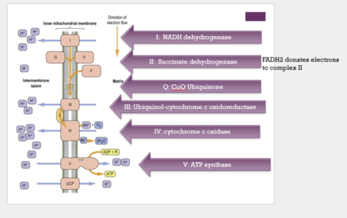 <p>- Complex I: NADH dehydrogenase</p><p>- Complex II: succinate dehydrogenase</p><p>- Q: CoQ Ubiquinone</p><p>- Complex III: Ubiquinol-cytochrome c oxidoreductase</p><p>- Complex IV: cytochrome c oxidase</p><p>- Complex V: ATP synthase</p>