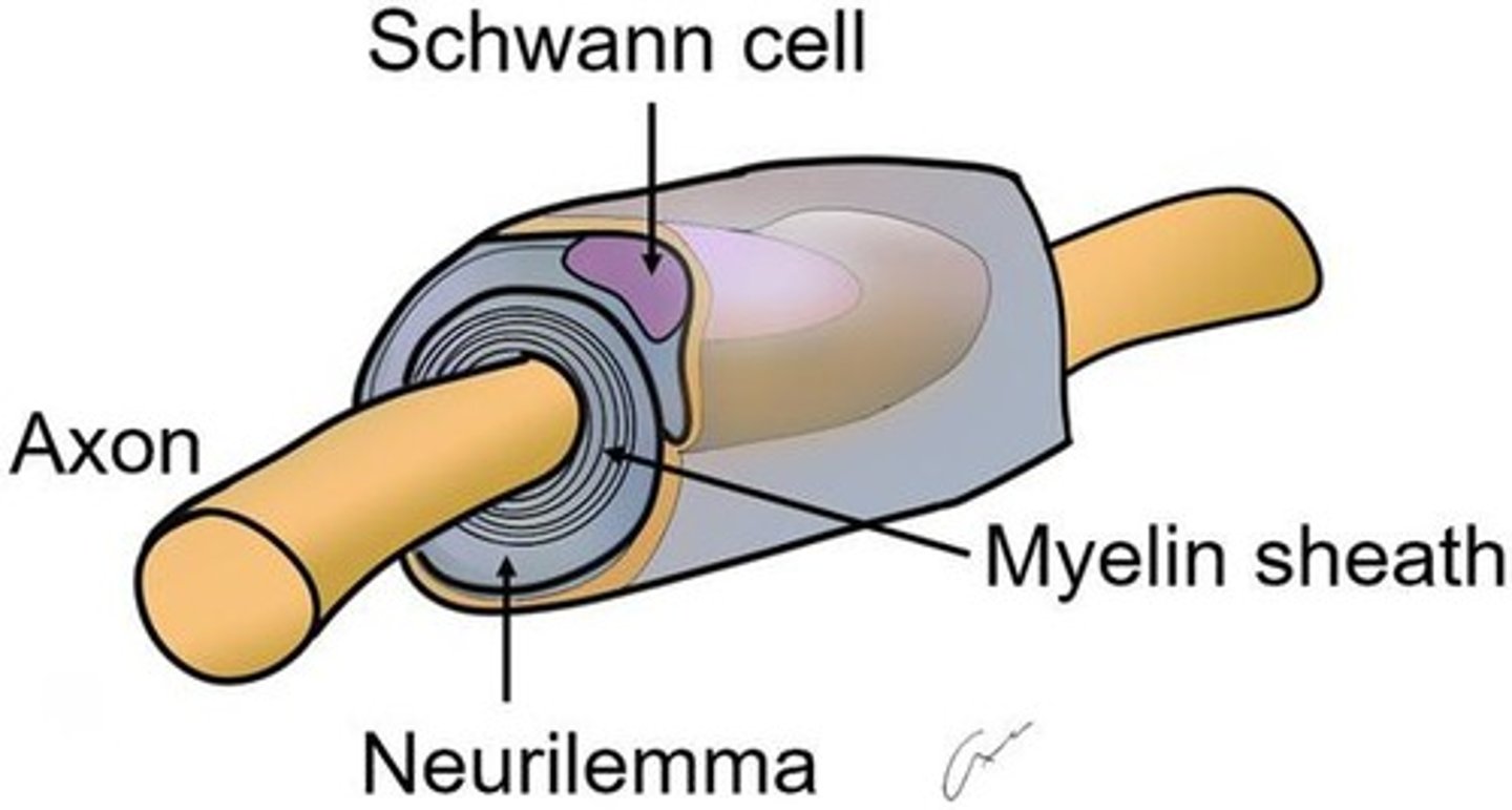 <p>Myelin-producing cells in CNS.</p>