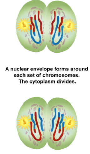 <p>Telophase II and Cytokinesis</p>