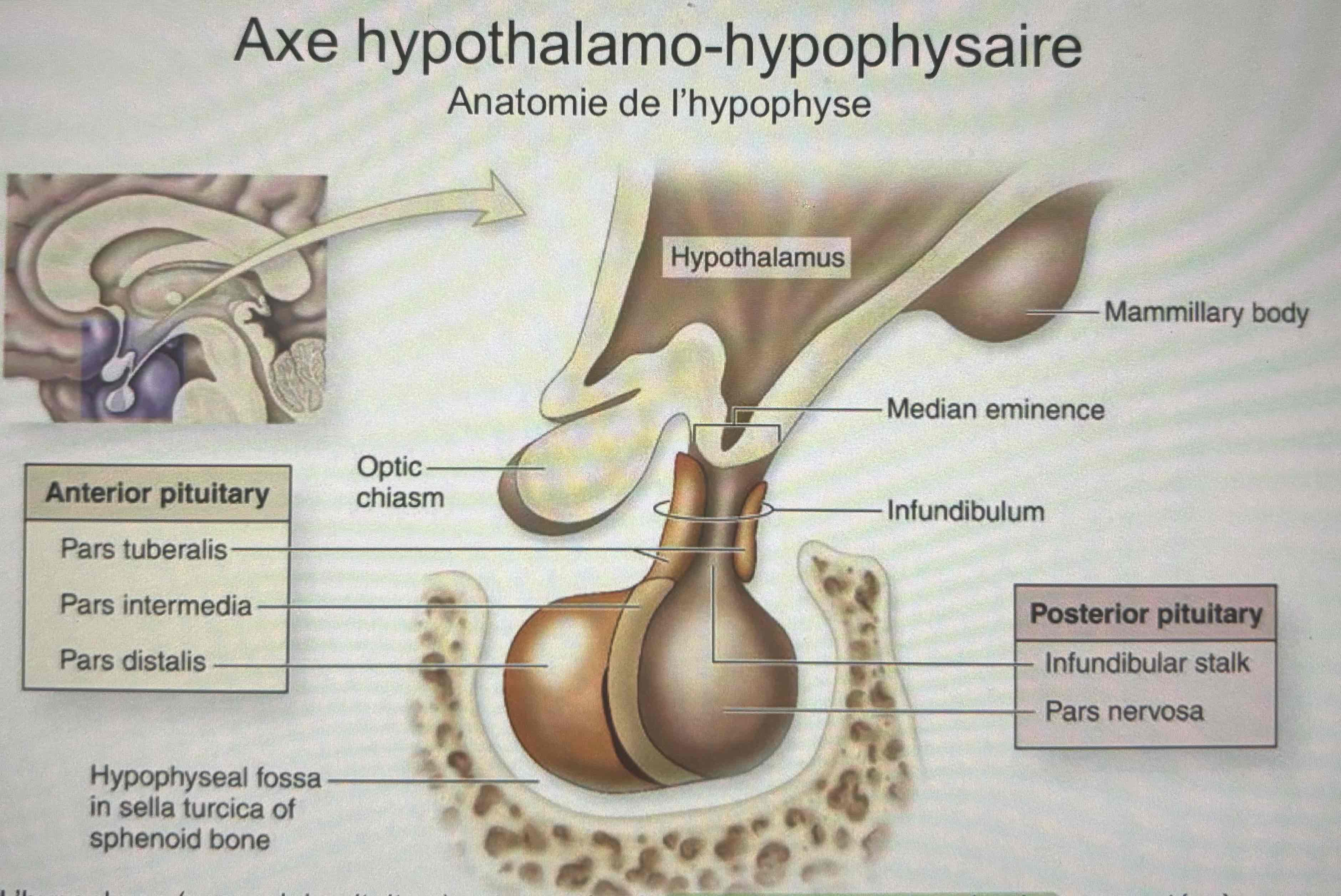 <ul><li><p>lobe antérieur (adenohypophyse)</p></li><li><p>Lobe postérieur (neurohypophyse)</p></li></ul>