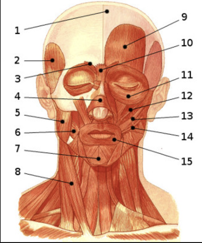 <p>11</p>