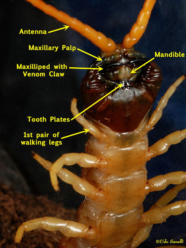 <p>method of prey caputre in class chilopoda</p>