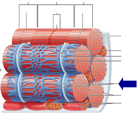 <p>sarcoplasmic reticulum</p>