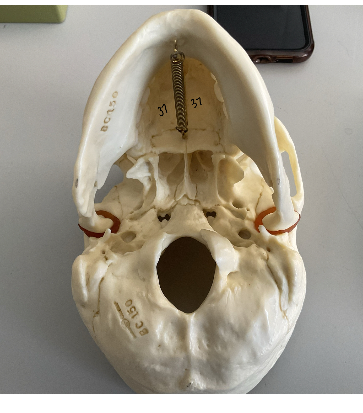 <p>37</p>