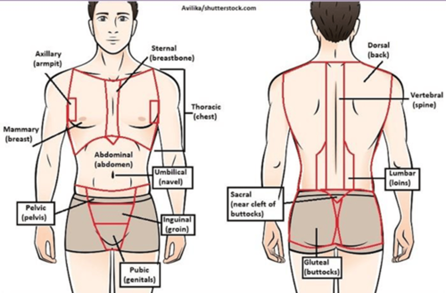 <p>Which type of anatomy divides the body into regions of study?</p><p>A) Systemic anatomy</p><p>B) Regional anatomy</p><p>C) Surface anatomy</p><p>D) Microscopic anatomy</p>