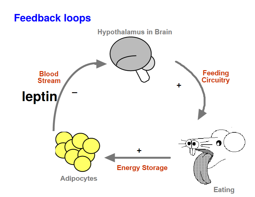 Hypothalamus tells rat to eat, the fat cells secrete leptin to stop the hypothalamus from telling the rat to eat