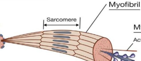 <p>Myofibril</p>