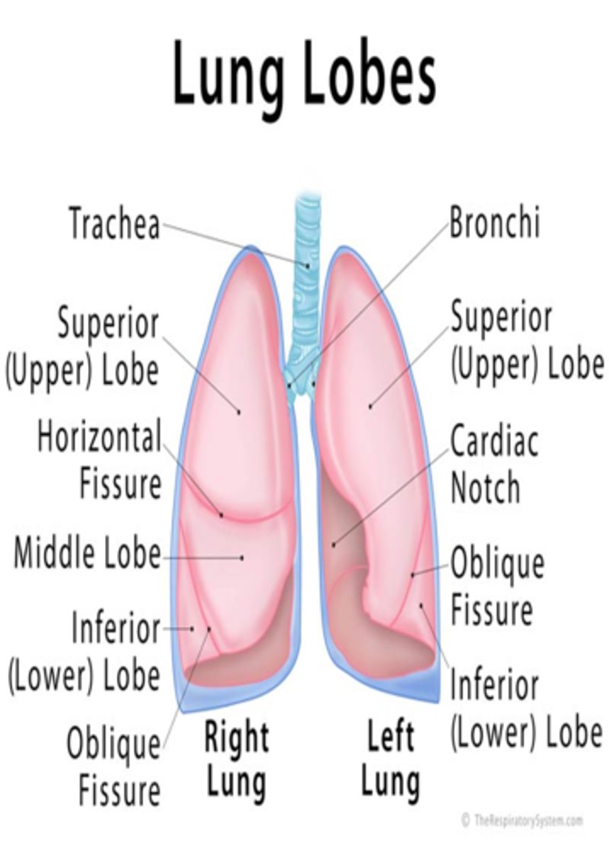 <p>2 (right and left)</p>