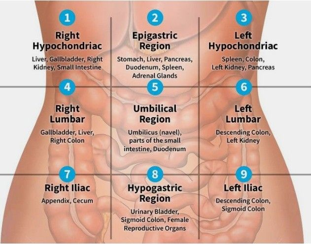 The Right Hypochondriac region contains the liver, gallbladder, right kidney, and parts of the small intestine.