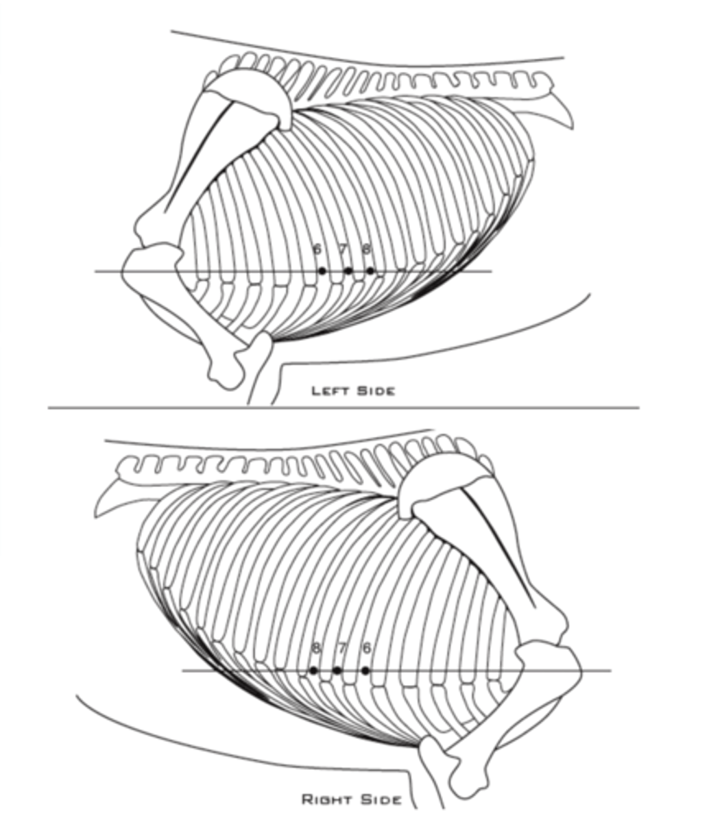 <p>- The 6th, 7th or 8th intercostal space</p><p>- just above the palpable bulge of the costochondral junction and dorsal to the lateral thoracic vein</p><p>- on a horizontal line drawn from point of the shoulder</p>