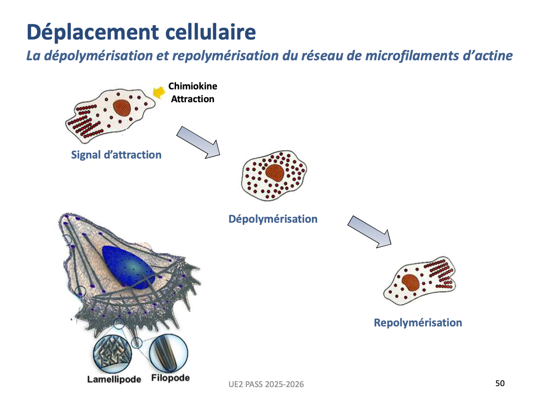 <p></p><ol><li><p><strong>Formation des lamellipodes et filopodes</strong></p><ul><li><p>Polymérisation d’actine → allongement de la membrane</p></li><li><p>Exploration de l’environnement et orientation selon le gradient chimique</p></li></ul></li><li><p><strong>Formation et maturation des nouvelles adhésions focales</strong></p><ul><li><p>Stabilisation du lamellipode pour exercer une traction</p></li><li><p>Interaction actine–intégrine via taline/vinculine/α-actinine</p></li></ul></li><li><p><strong>Contraction et détachement à l’arrière</strong></p><ul><li><p><strong>Myosine II</strong> → contraction des fibres de stress</p></li><li><p>Disparition des anciennes adhésions focales → propulsion de la cellule</p></li></ul></li></ol><p></p>