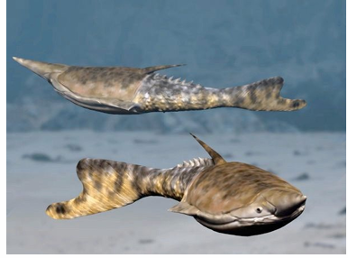 <ul><li><p>jawless</p></li><li><p>have bony external armored plates, but still have cartilage endoskeleton</p></li><li><p>filter feeders</p></li><li><p>non-monophyletic</p></li></ul><p></p>