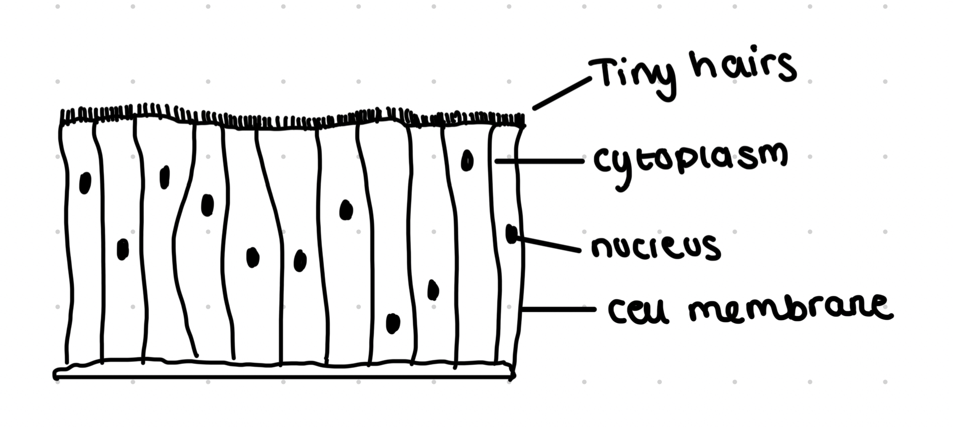 <ul><li><p>Hair like cilia on cells</p></li><li><p>Move in rhythmic manner</p></li><li><p>Lines the trachea</p></li><li><p>Moves mucus out of lungs</p></li><li><p>Many mitochondria to supply ATP for movement of the cilia</p></li></ul>