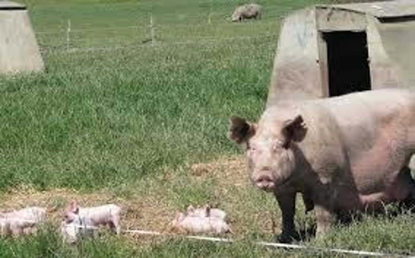 <p>Pasture mix for pigs, enhances soil fertility.</p>