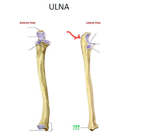 <p>ulna, most proximal part, big and blunt</p>