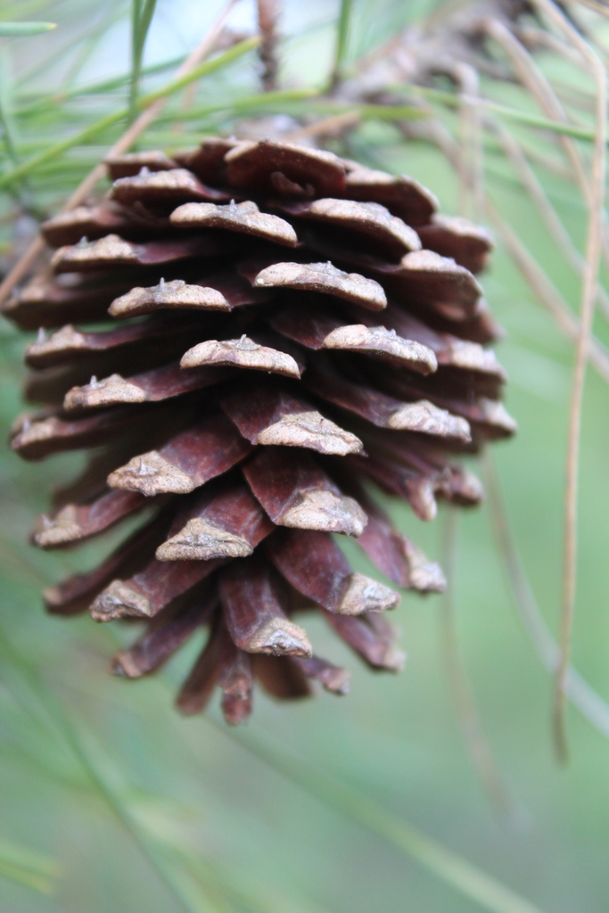 <p>short-leaf pine, Pinus echinata (Pinaceae)</p>