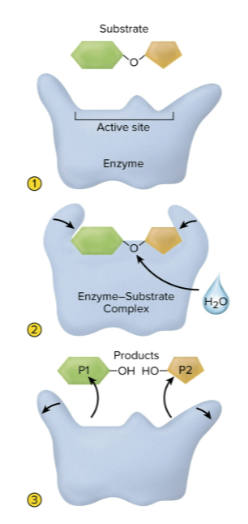 <ol><li><p>The substrate binds to the active site</p></li><li><p>The molecules form an enzyme-substrate complex</p></li><li><p>The enzyme releases reaction products</p></li><li><p>The enzyme repeats the process, as it is reusable</p></li></ol><p></p>