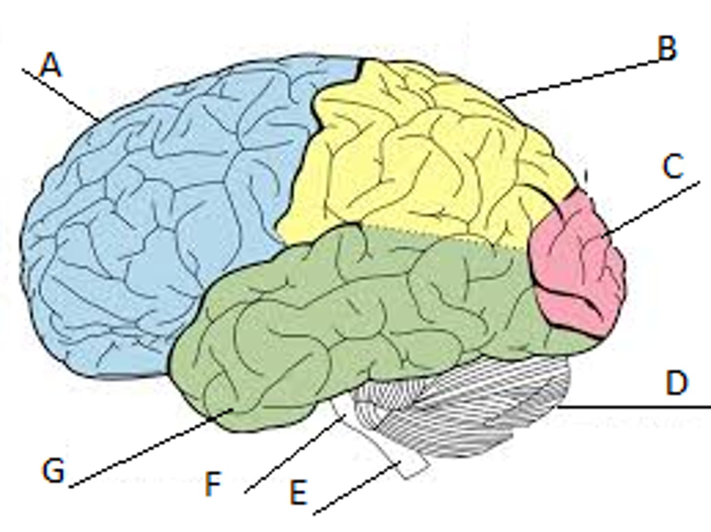 <p>Parietal lobe</p>