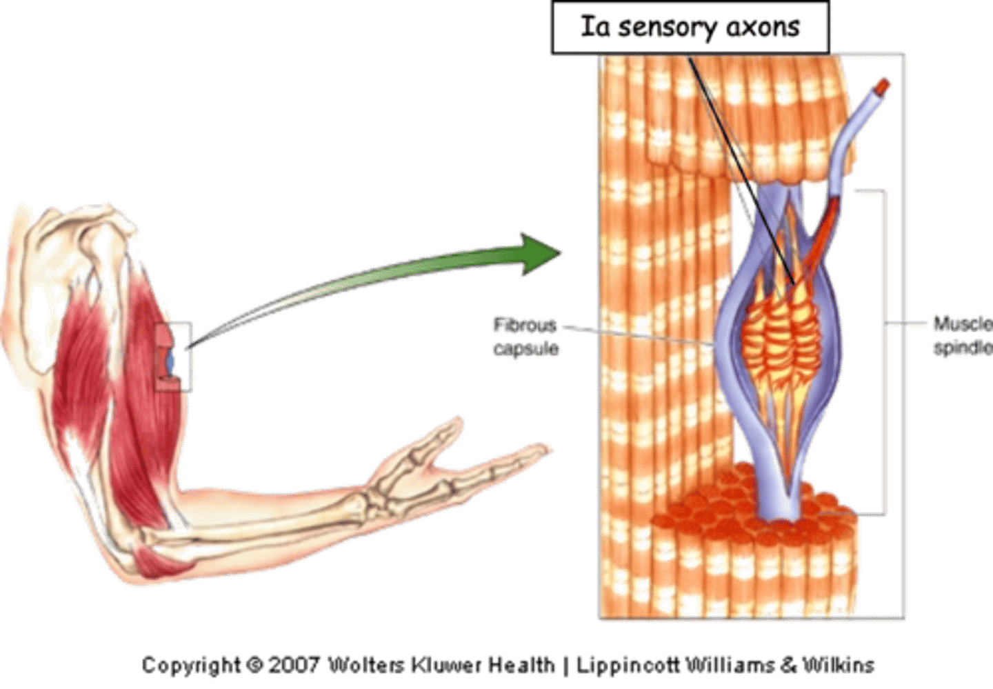 <p>What do Ia sensory fibres do?</p>