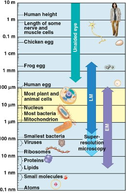 <p>Microscope</p>