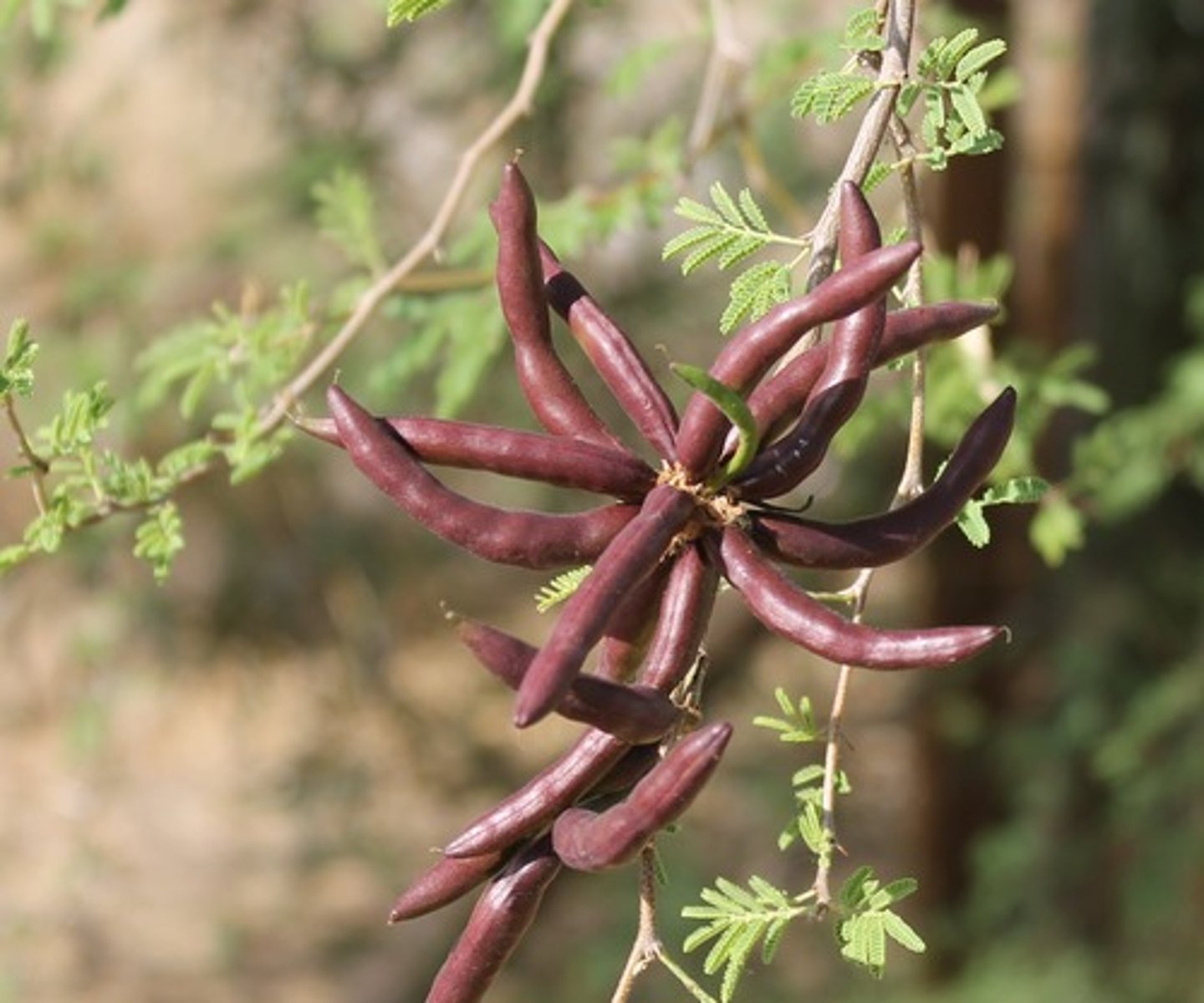 <p>The Mucuna bean: used to fix nitrogen and fertilise the soil.</p><p>Pros:</p><p>- able to fix 150 kg of nitrogen per hectare</p><p>- produce up to 35 tonnes of organic matter per hectare</p><p>- can yield more crops</p><p>- inexpensive</p><p>- help to generate local economy; less migration to the city</p><p>- save the virgin forest because the land are now capable of producing higher yield</p><p>- less labour needed to take care of the crop because the cover-crop keep the weed from growing</p><p>- improve water quality, soil health, and water retention</p><p>Cons</p><p>- need to purchase the seeds</p><p>- the beans are mostly inedible for human</p><p>- the hair on the seed pods can cause itching when touched.</p>
