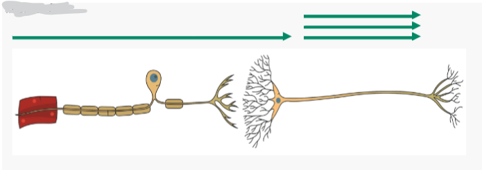 <p>Excitatory neurotransmitters (e.g. noradrenaline) make the post synaptic cell more likely to fire</p>