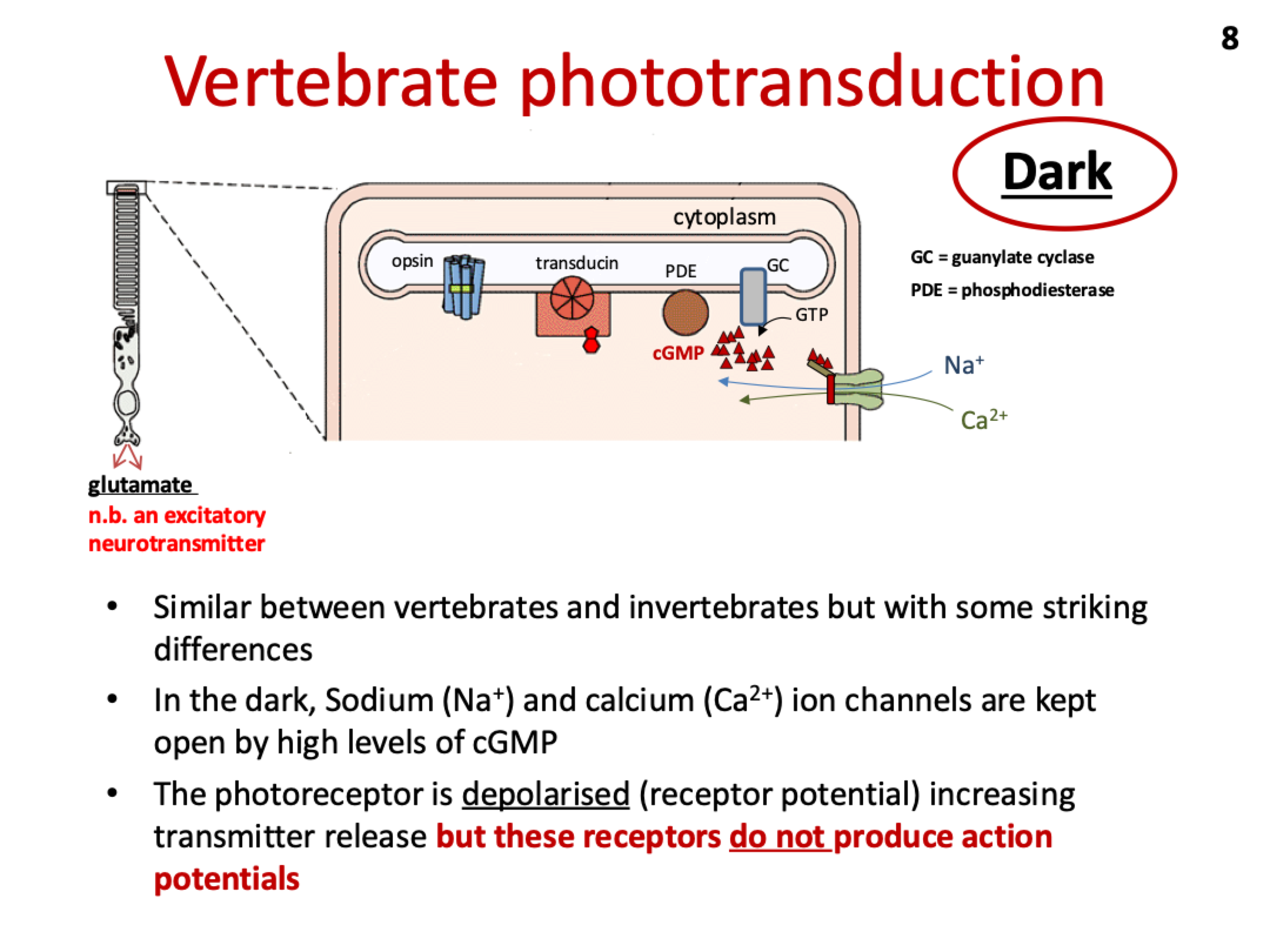 <ul><li><p>In the dark, <strong>high cGMP</strong> levels keep <strong>Na+ and Ca²⁺ channels open</strong>, causing <strong>depolarization</strong> and a steady <strong>release of neurotransmitters</strong>.</p></li><li><p>Light reduces cGMP, causing the channels to close and the photoreceptor to <strong>hyperpolarize</strong>, decreasing neurotransmitter release.</p></li><li><p>Vertebrate photoreceptors <strong>do not produce action potentials</strong>, only <strong>graded responses</strong>.</p></li></ul><p></p>